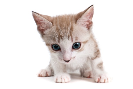 Little kitten isolated on the white backgroundの写真素材