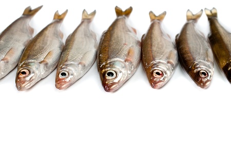 Small fishes backgroundの写真素材