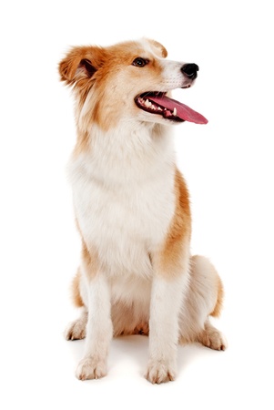 Red dog on white backgroundの写真素材