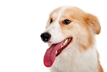 Red dog on white backgroundの写真素材