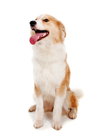 Red dog on white backgroundの写真素材