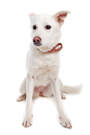 White dog on white backgroundの写真素材