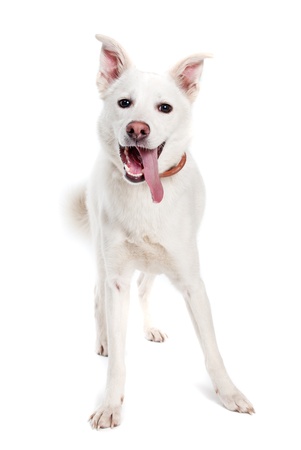 White dog on white backgroundの写真素材