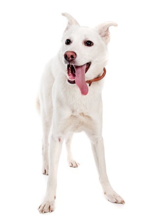 White dog on white backgroundの写真素材