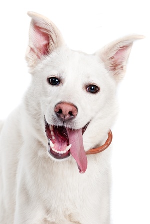White dog look in camera on white backgroundの写真素材