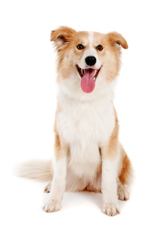 Red dog on white backgroundの写真素材
