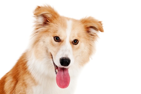 Red dog look in camera on white backgroundの写真素材