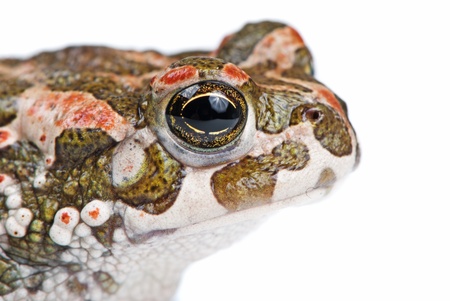 Bufo viridis. Green toad on white background.の写真素材