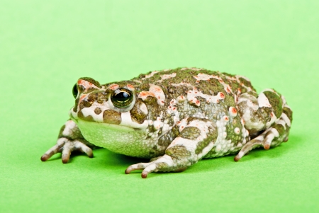Bufo viridis. Green toad on green background. Studio macro shot.の写真素材
