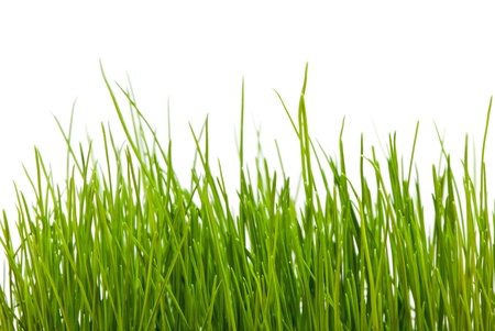 Green grass on a white backgroundの写真素材