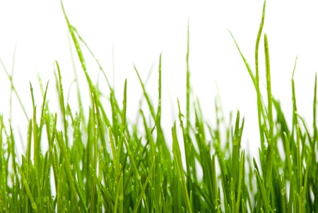 Fresh grass over white background with water drops の写真素材