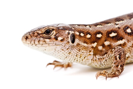 Lacerta agilis  Sand Lizard on white backgroundの写真素材