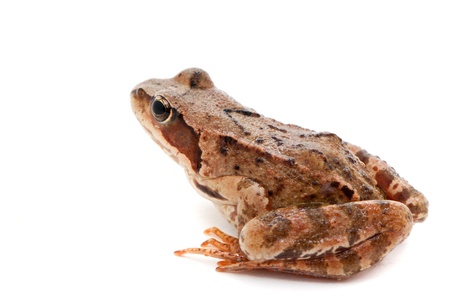 Rana arvalis  Moor frog on white background の写真素材