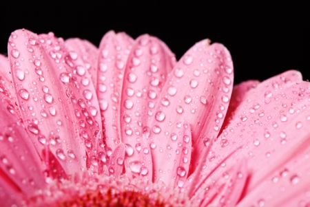 Pink gerbera daisy flower with water drops on a black backgroundの写真素材