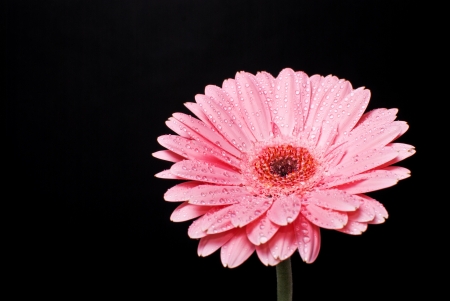 Pink gerbera daisy flower with water drops on a black backgroundの写真素材
