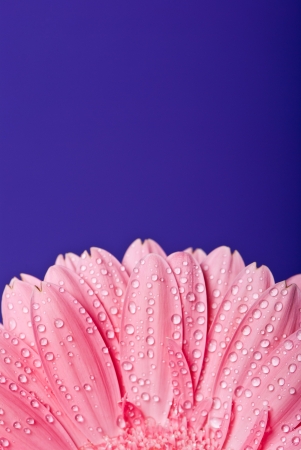Pink gerbera daisy flower on a blue backgroundの写真素材