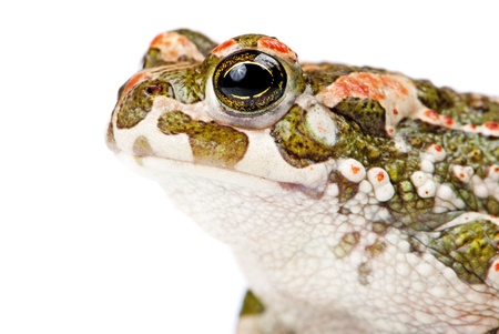 Bufo viridis. Green toad on white background.の写真素材
