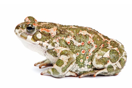 Bufo viridis. Green toad on white background.の写真素材