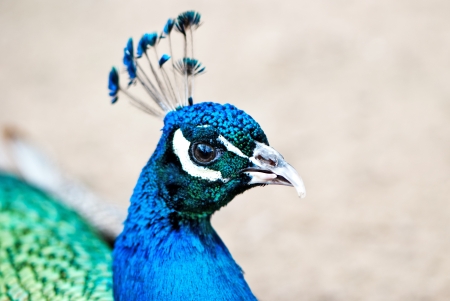 Beautiful peacockの写真素材