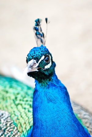 Beautiful peacockの写真素材