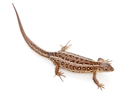 Lacerta agilis. Sand Lizard on white backgroundの写真素材