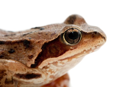 Rana arvalis. Moor frog on white background.の写真素材