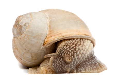 Snail isolated on white backgroundの写真素材