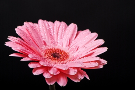 Pink gerbera daisy flower with water drops on a black backgroundの写真素材