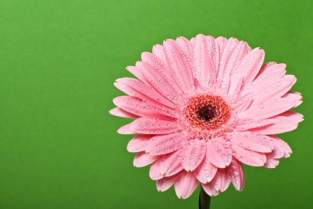 Pink gerbera daisy flower on a green backgroundの写真素材