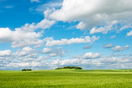 Fresh green wheat field and blue cloudy sky  Ideal for nature backgroundの写真素材