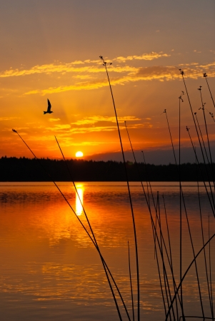 Morning lake landscape with sunrise over forest and birdの写真素材