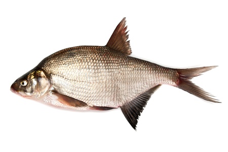 Fresh bream fish on a white backgroundの写真素材