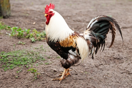 Beautiful roosterの写真素材