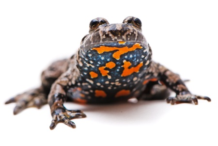 Bombina bombina. European Fire-bellied toad on white background.の写真素材