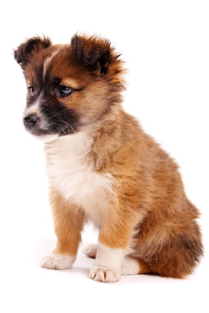 Puppy isolated on white backgroundの写真素材