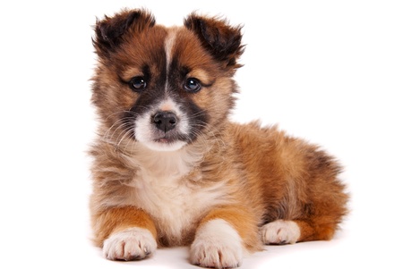 Puppy isolated on white backgroundの写真素材