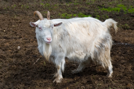 Goat の写真素材