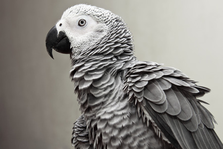 African Gray Parrotの写真素材