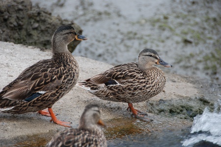 Ducks ready for a dive for a swimの写真素材