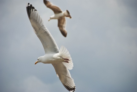 Seagulls in Flightの写真素材