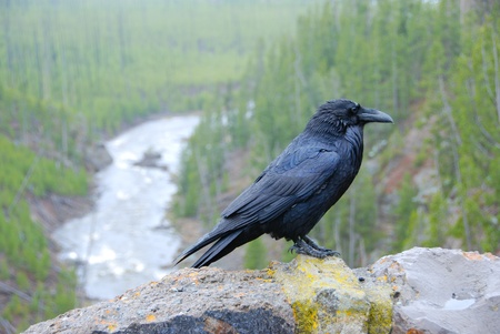 Proud Raven on a wet day at Yesomiteの写真素材