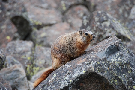 Beaver out of its abode in Yellowstone National Parkの写真素材