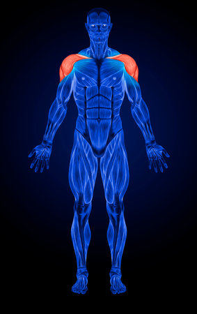 Concept or conceptual 3D human man health anatomy on blue backgroundの写真素材