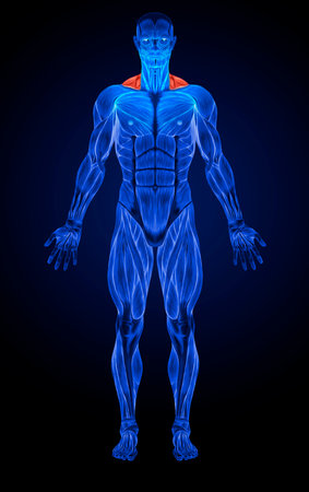 Concept or conceptual 3D human man health anatomy on blue backgroundの写真素材
