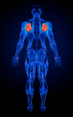 Human muscle anatomy with red heart on blue background. 3D renderingの写真素材