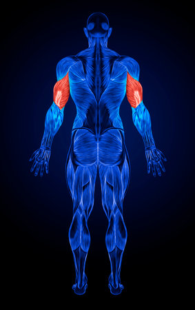 Concept or conceptual 3D human male anatomy or anatomical and muscle isolated on blue backgroundの写真素材