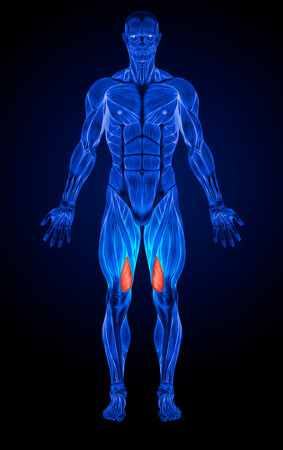 Concept or conceptual 3D human man health anatomy or anatomical and muscle on blue backgroundの写真素材