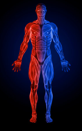 Concept or conceptual 3D human man health anatomy on blue backgroundの写真素材