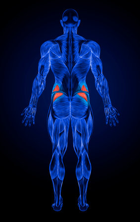 Concept or conceptual 3D human man anatomy or anatomical and muscle isolated on blue backgroundの写真素材