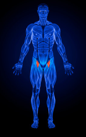 Concept or conceptual 3D human man health anatomy or anatomical and muscle isolated on black backgroundの写真素材